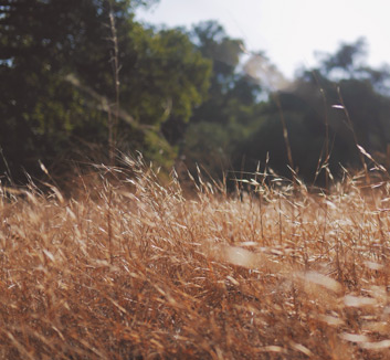 鲁能客场平局ADB晋级亚冠